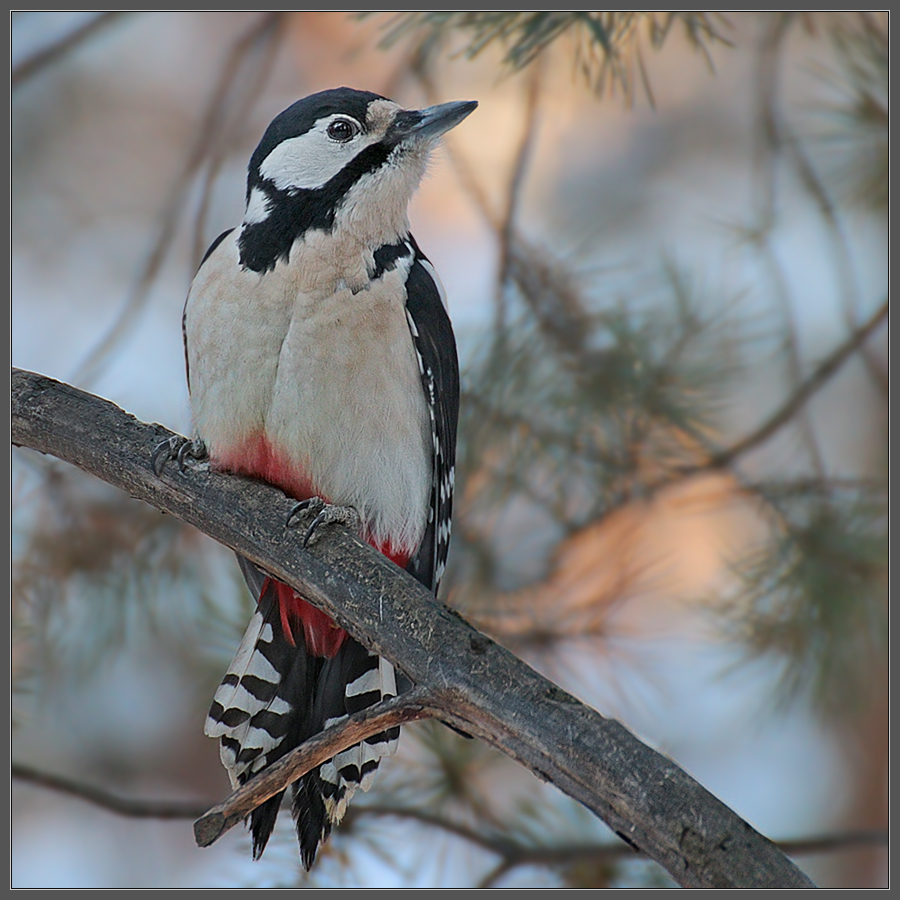 Мадам Дятлова