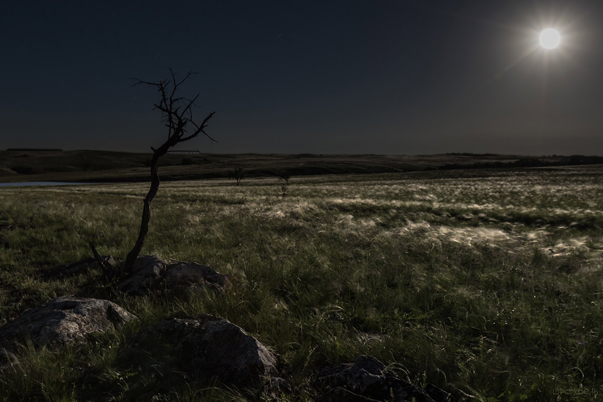 Степь под луной