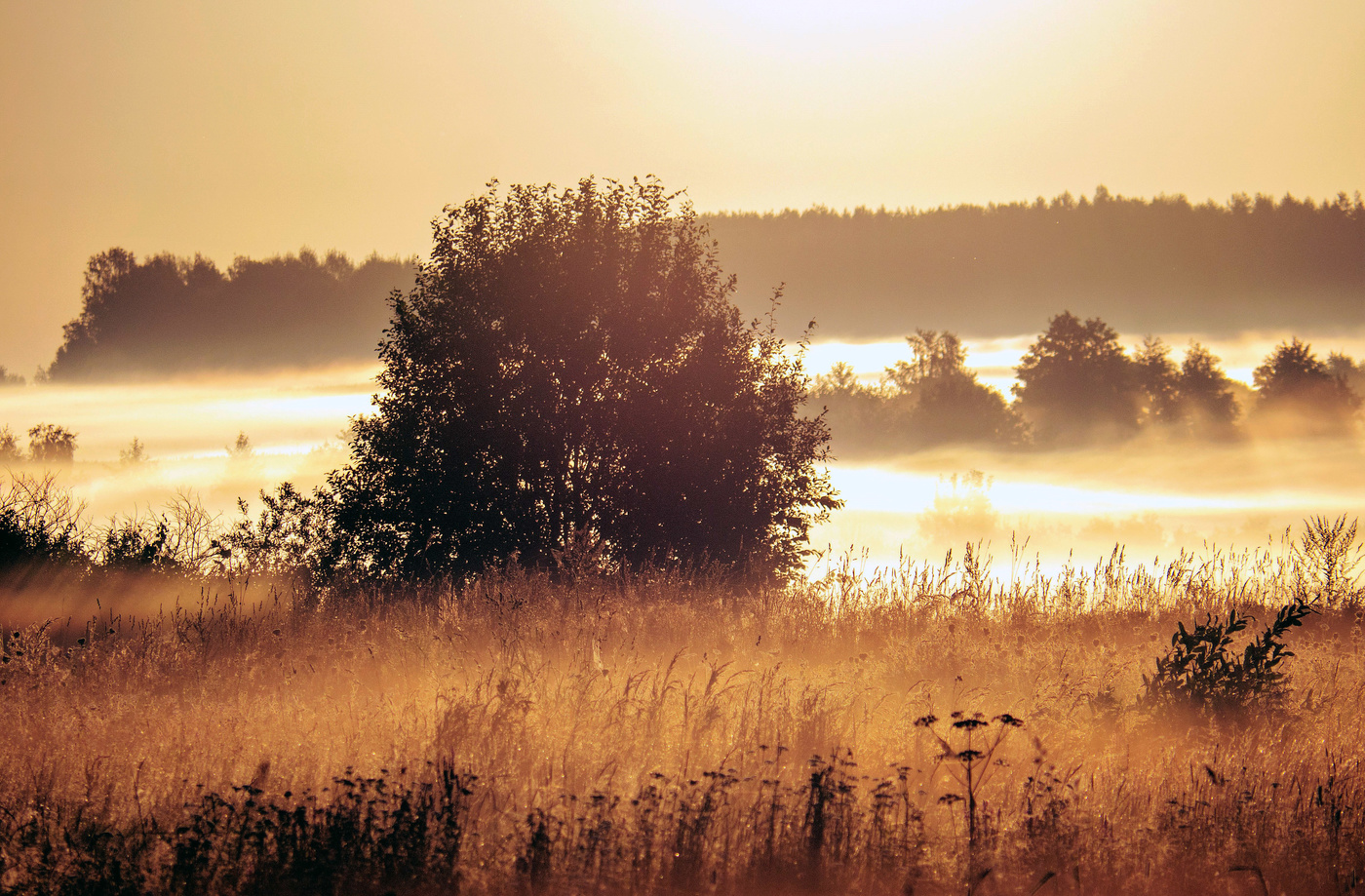Утренние грёзы.