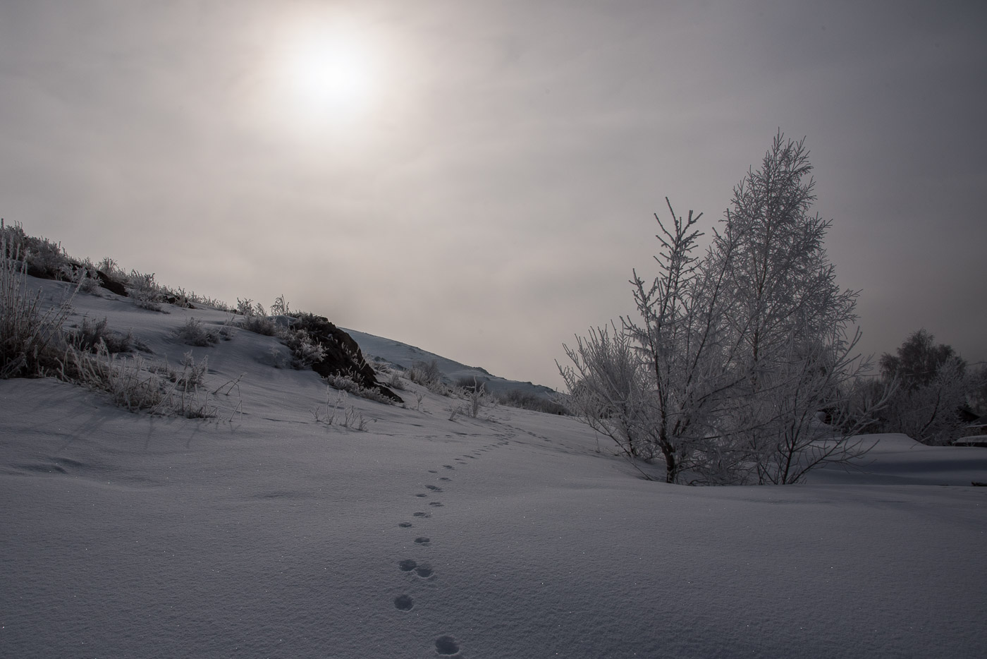 Следы на снегу