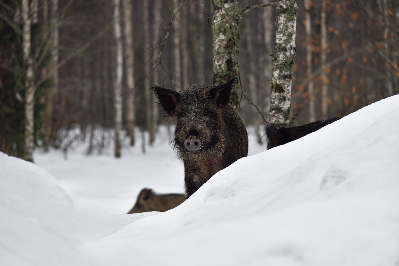 любопытный