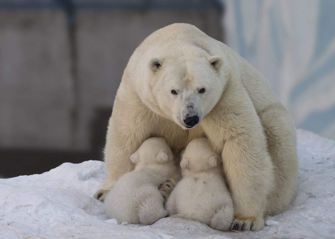 грозная мамаша