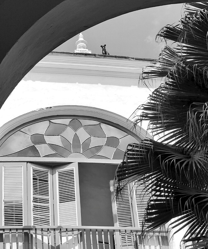 Этюд с собакой на крыше