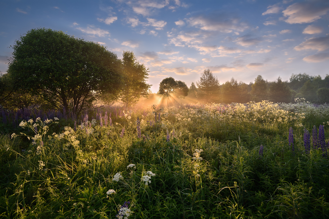 летний рассвет