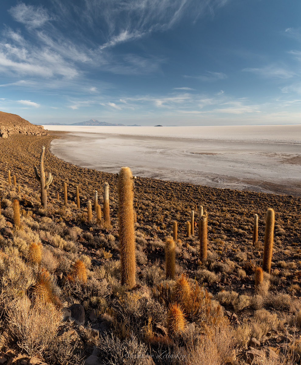 Остров кактусов