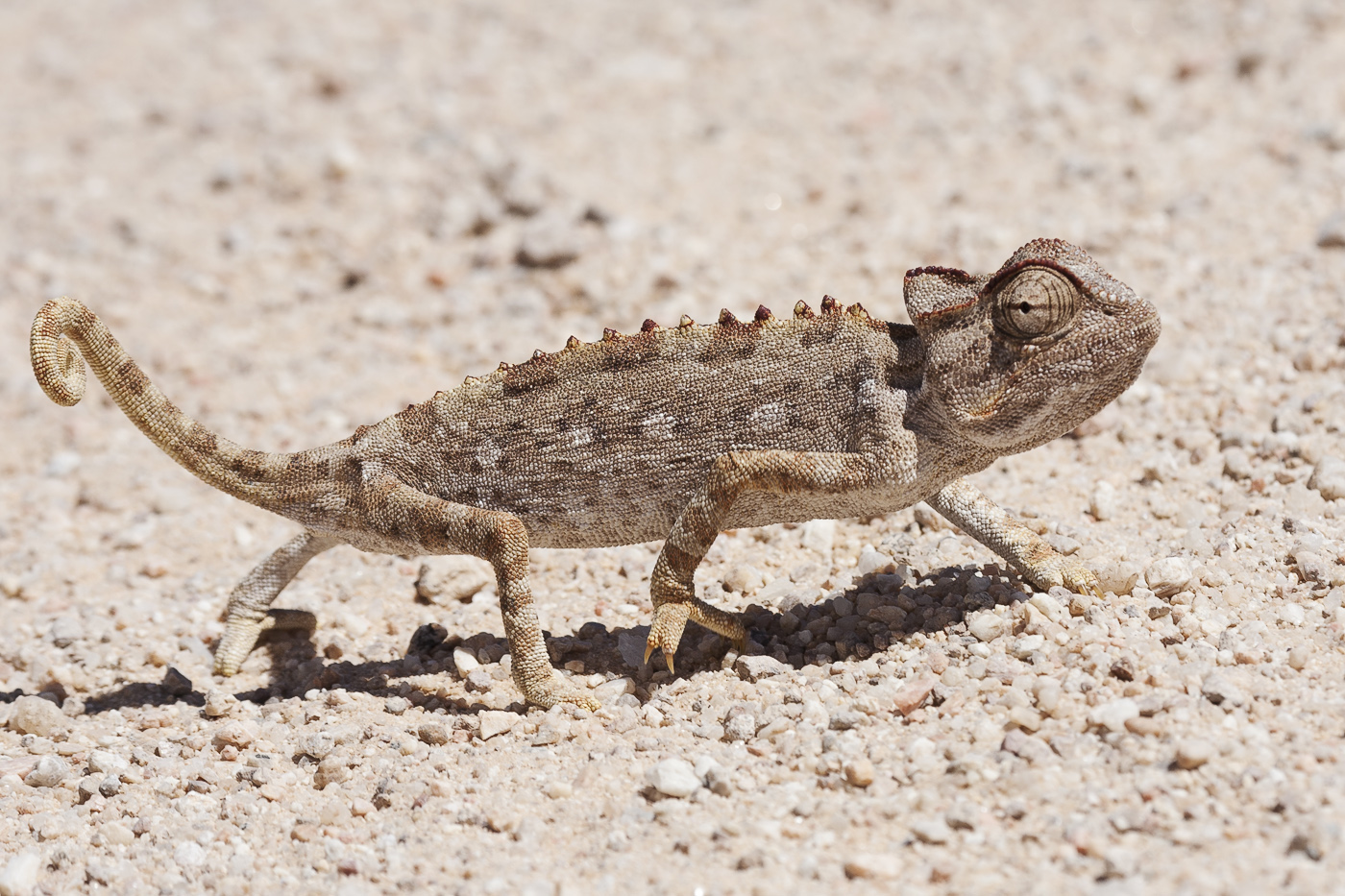 Один глаз на Кавказ, а другой в ...