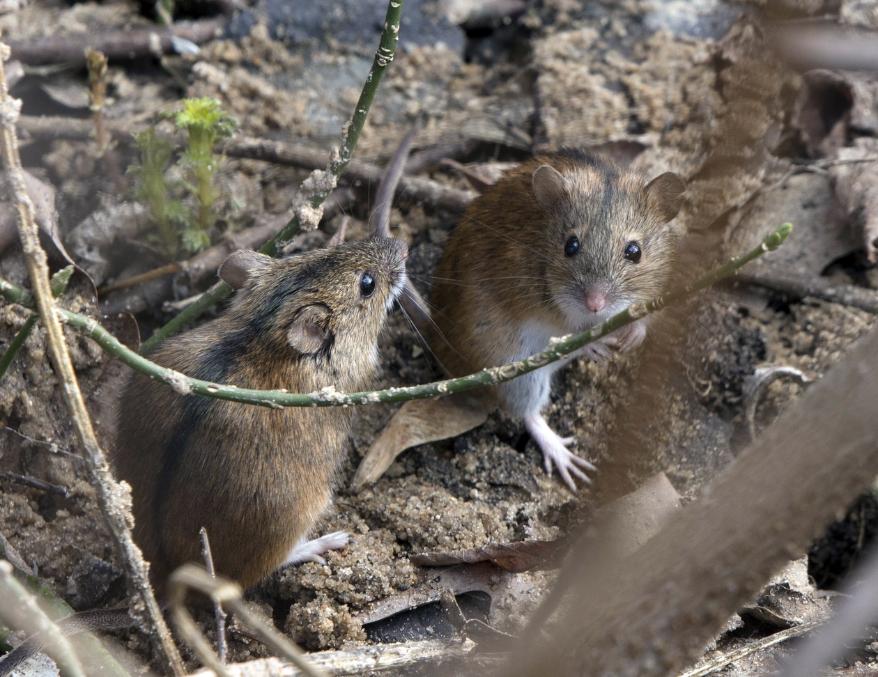 Лесная мелочь.