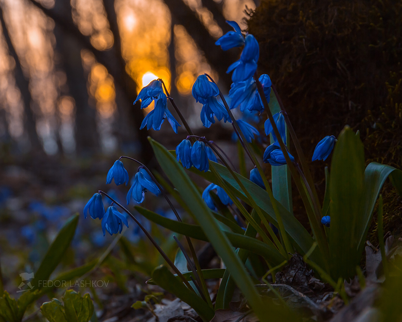 Пролеска сибирская