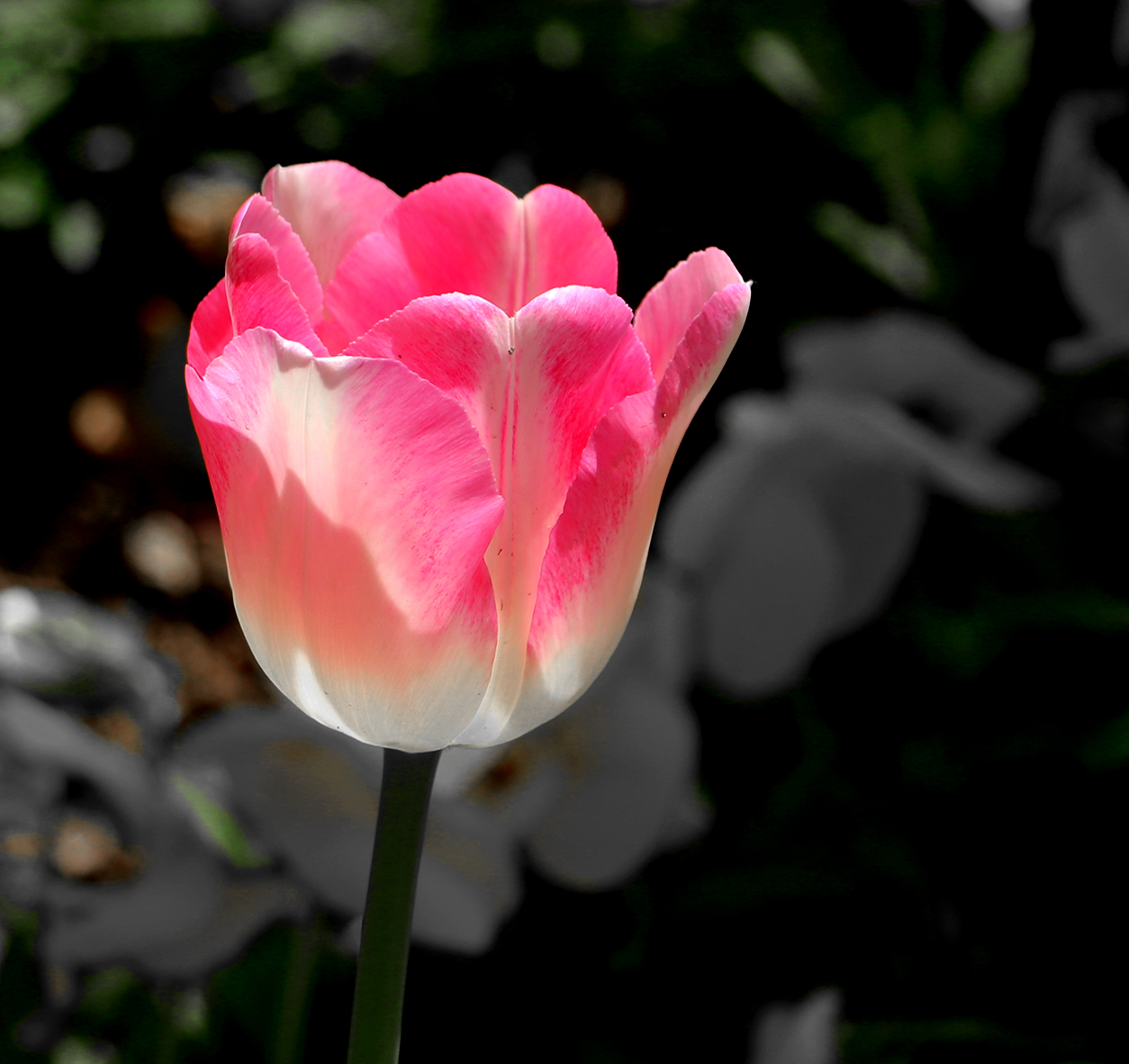 Поцелованный солнцем