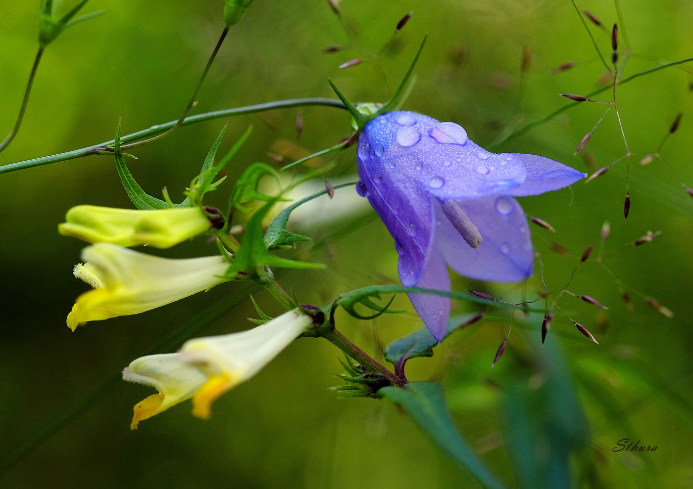 Колокольчик.