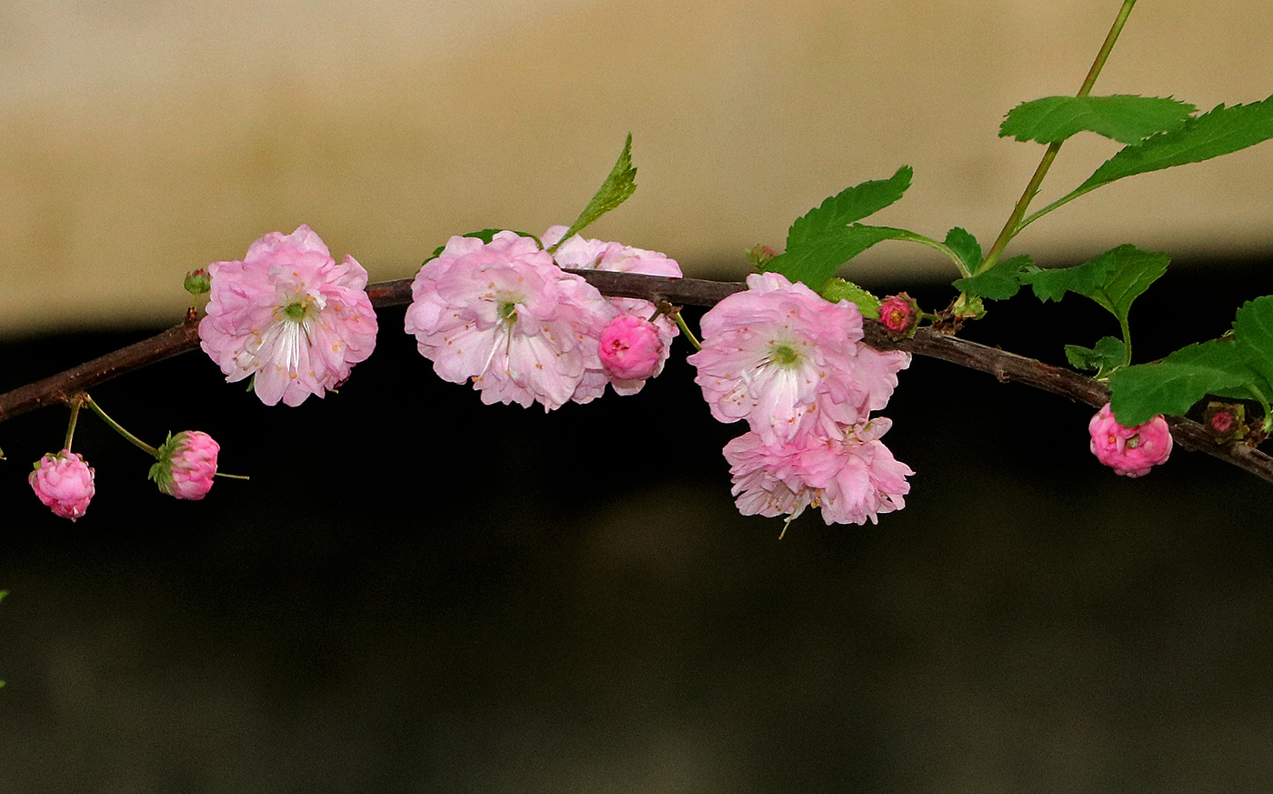 Веточка луизеании