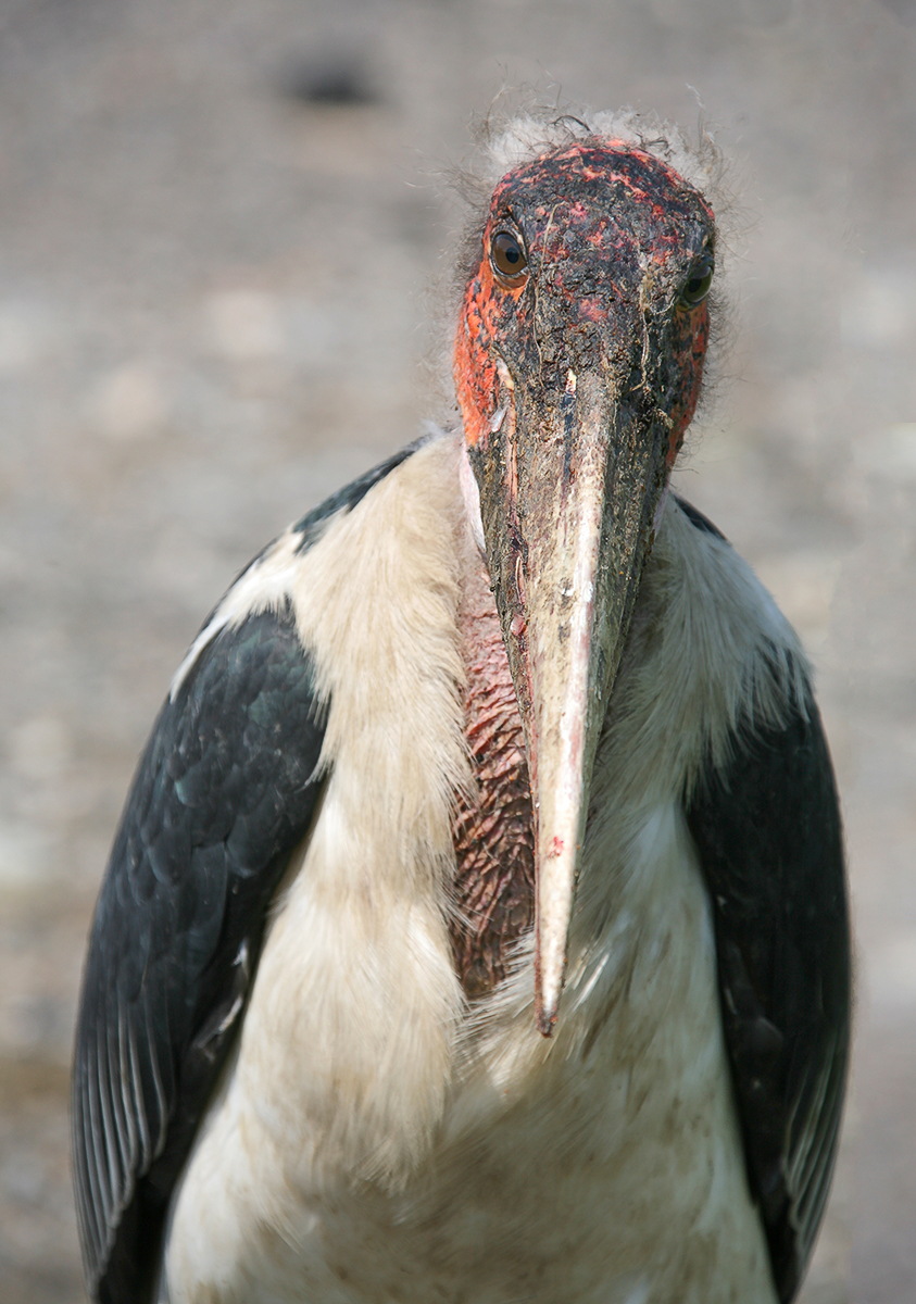 Портрет "Фредди Крюгера"