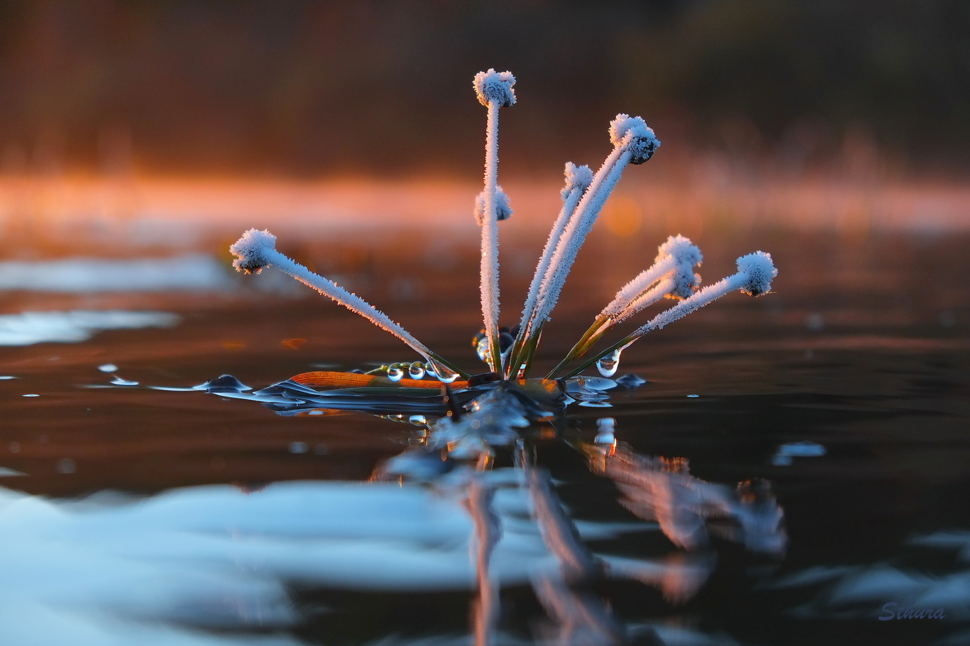 Причуды природы.