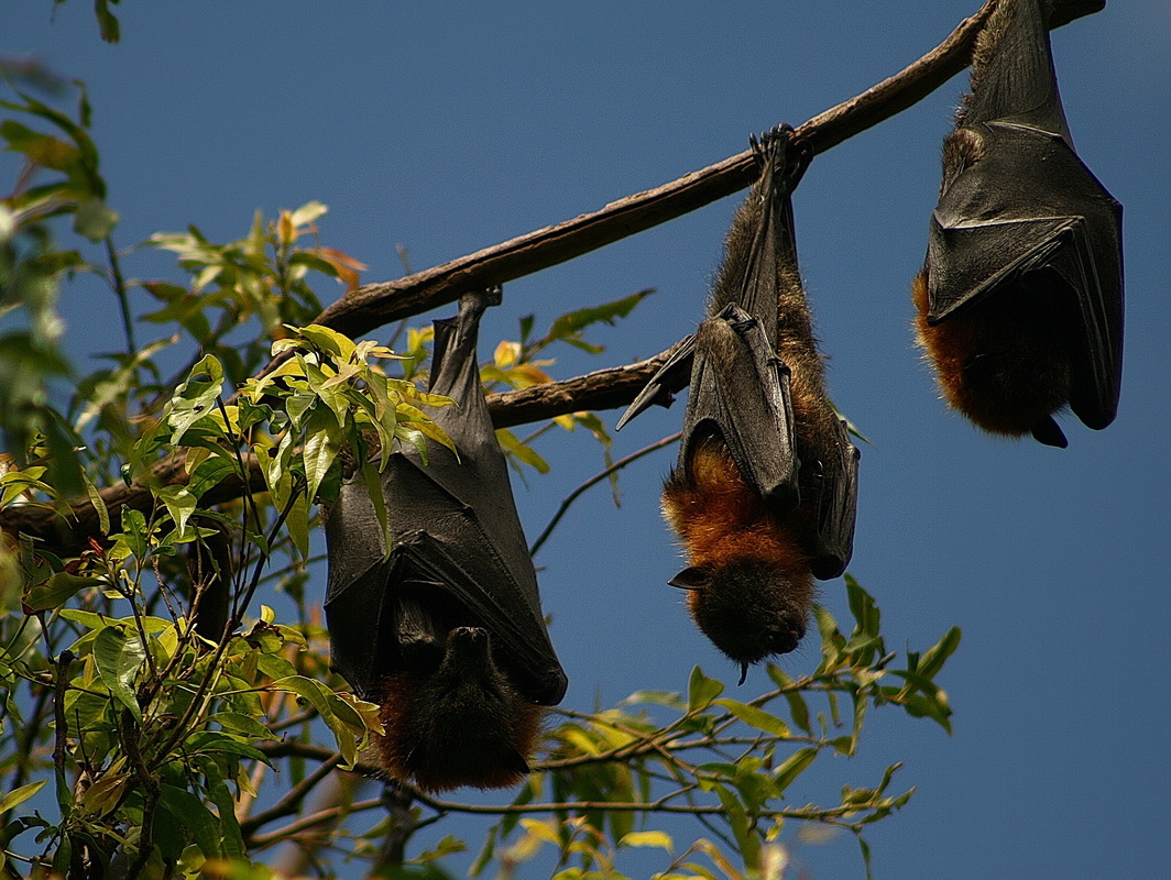 Бэтмены на отдыхе