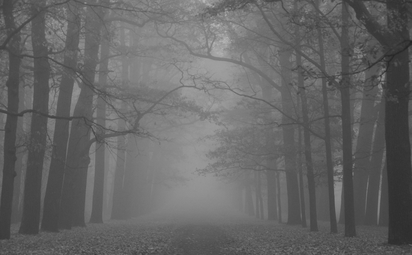 Сны старого парка...