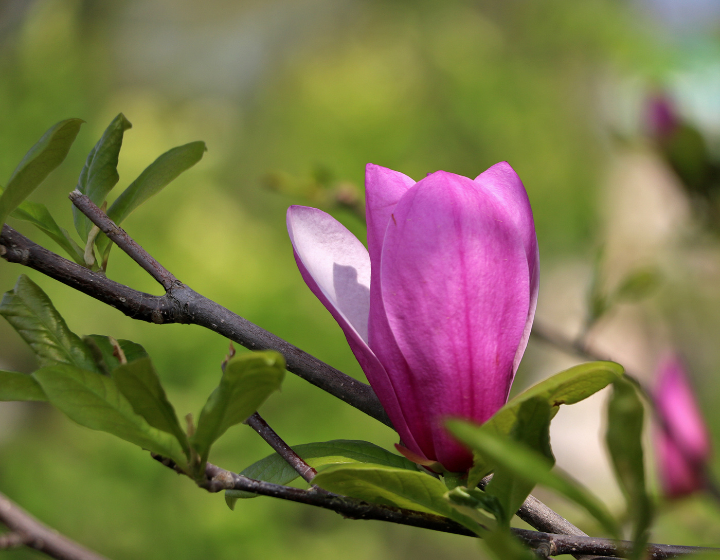 Цветок магнолии прекрасной