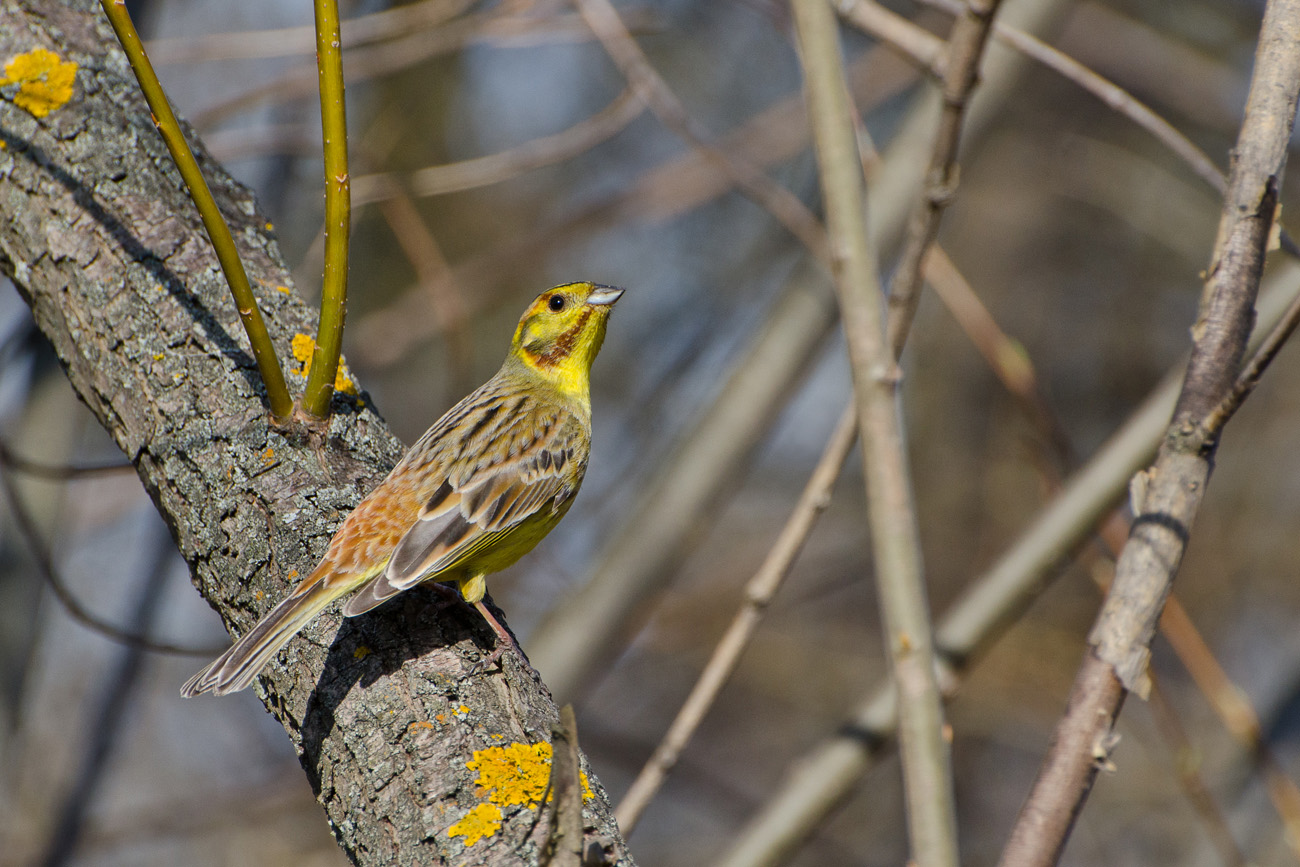 Овсянка обыкновенная