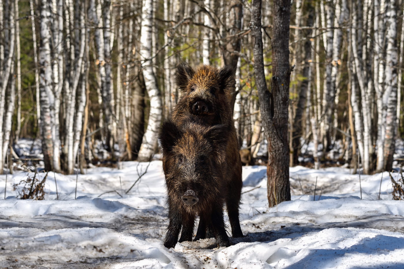 весна пришла