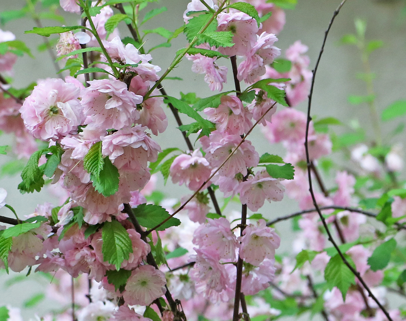 Нежность луизеании