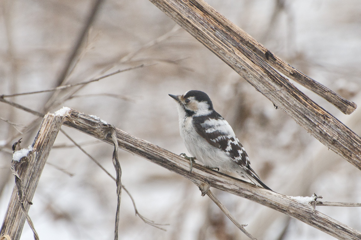 Малый пёстрый дятел. Самка