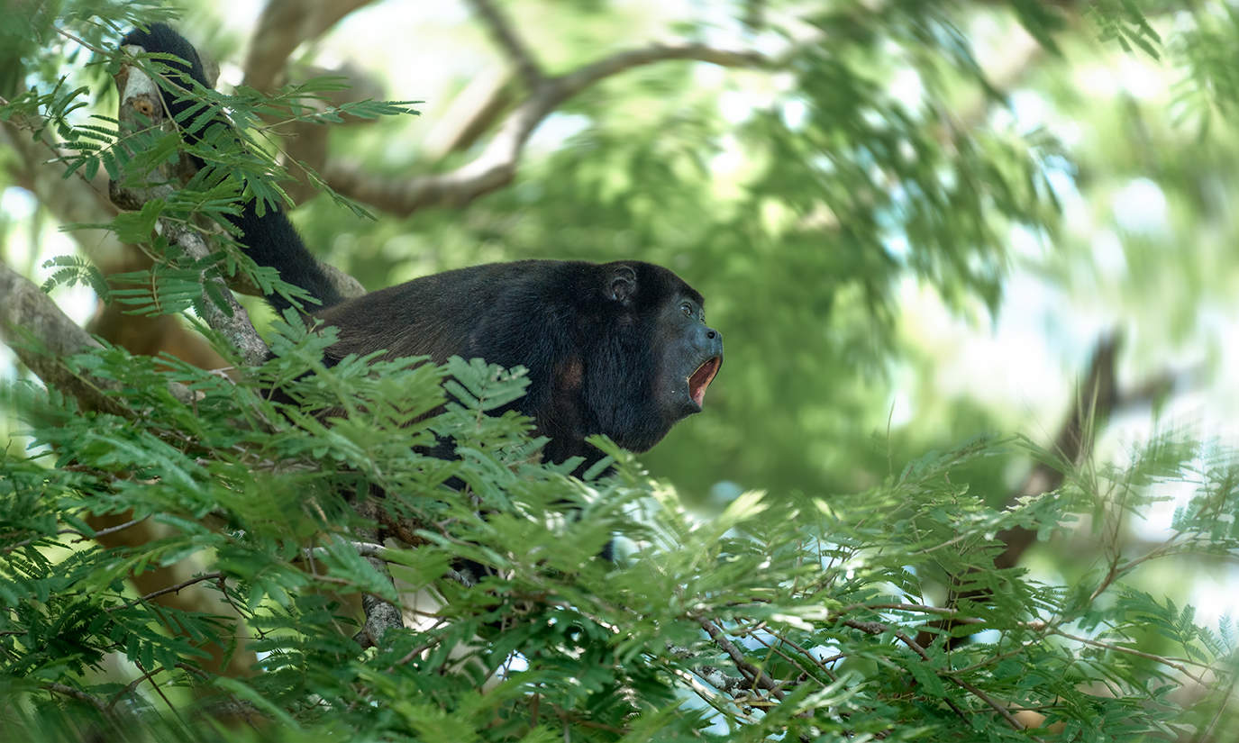 Howler monkey~ Обезьяна ревун