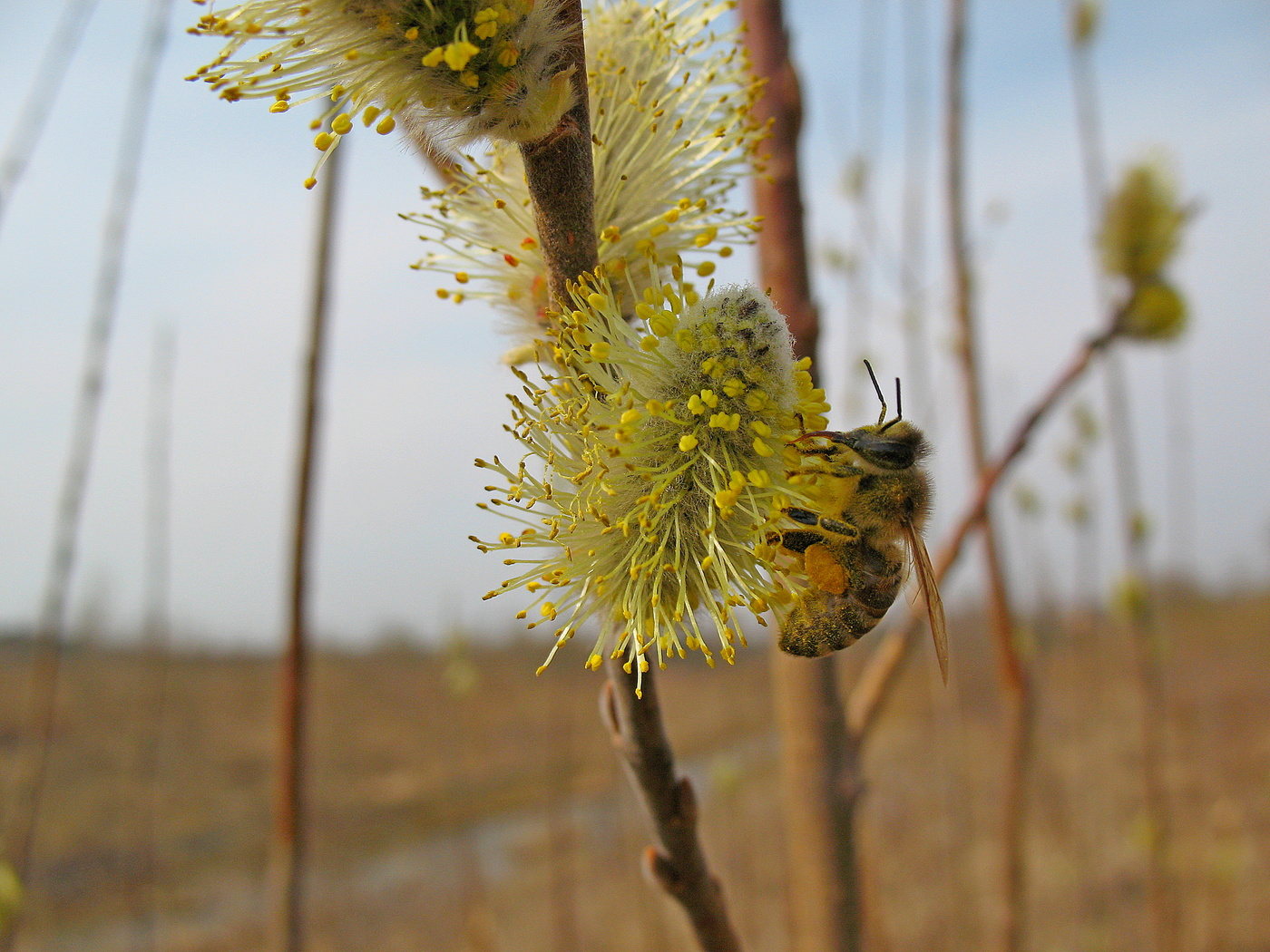 В юном месяце апреле