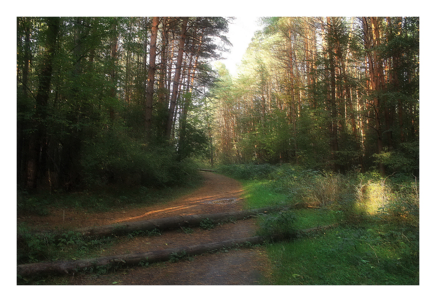 Полдень в сосновом бору