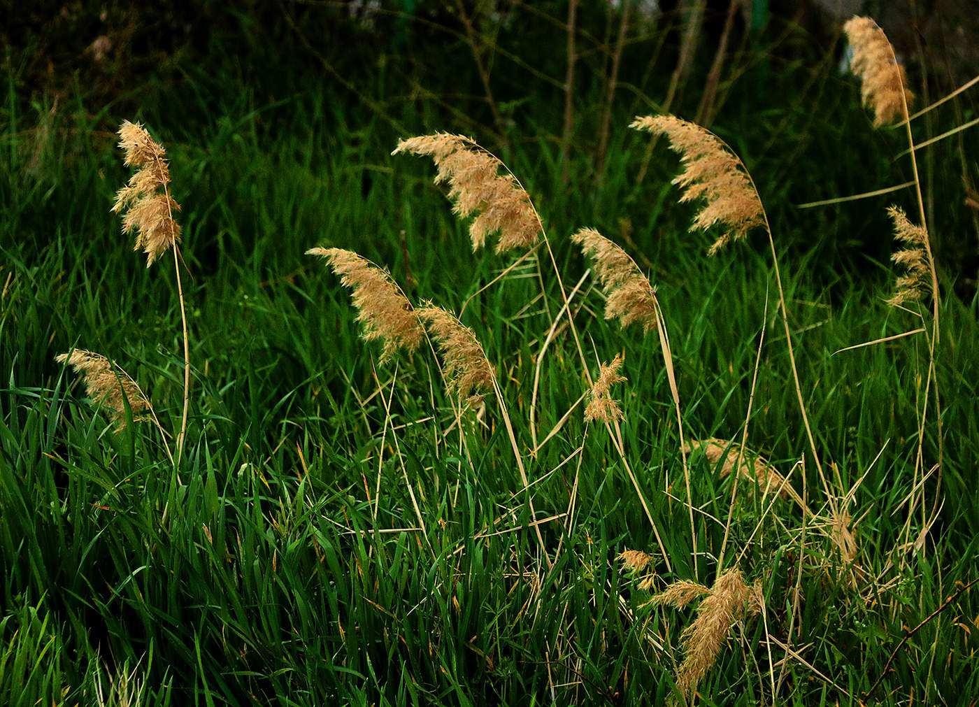Но пасаран!
