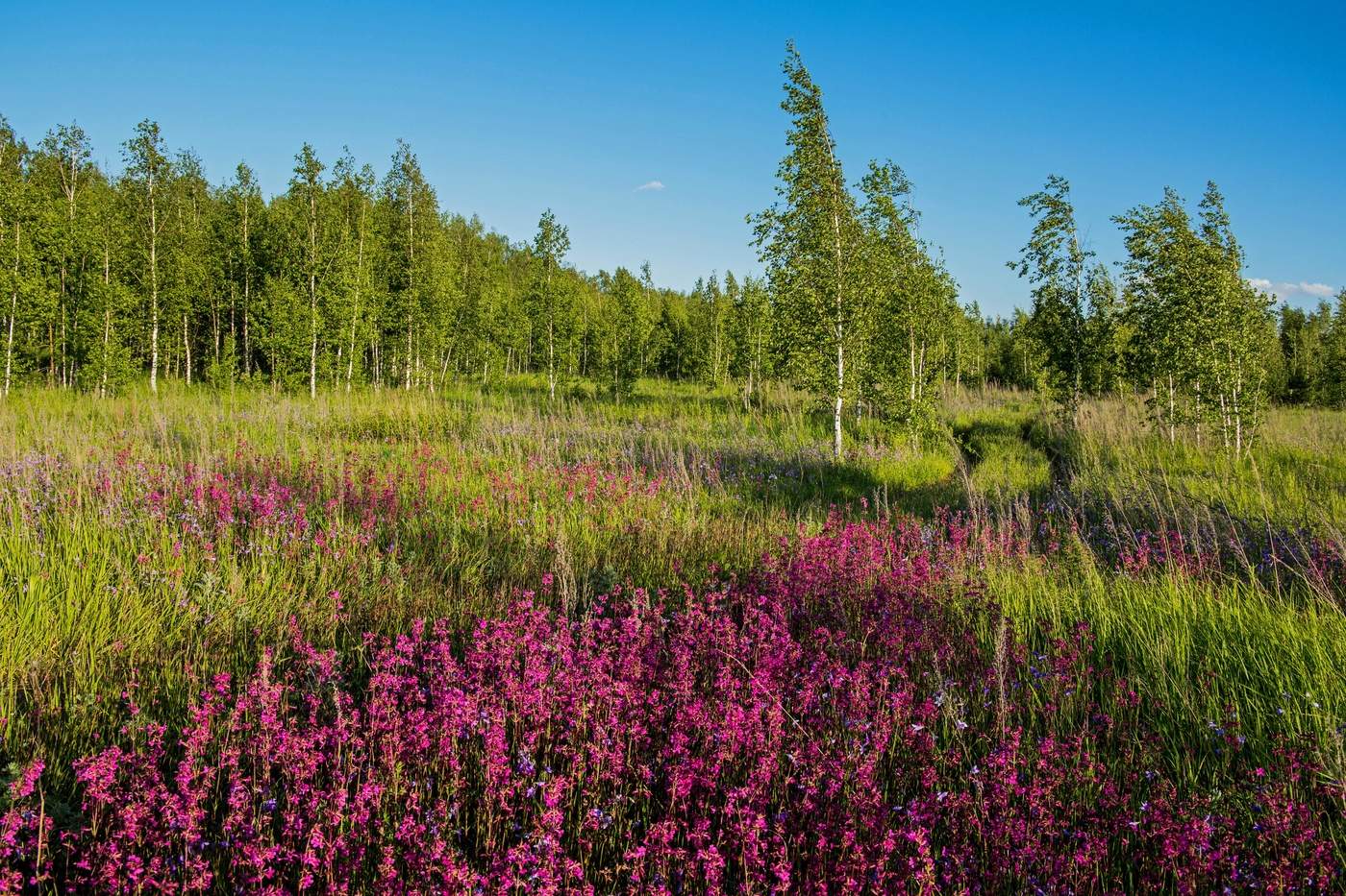 Цветение смоляницы