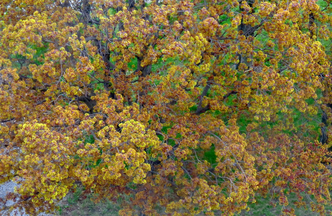 Призраки весны