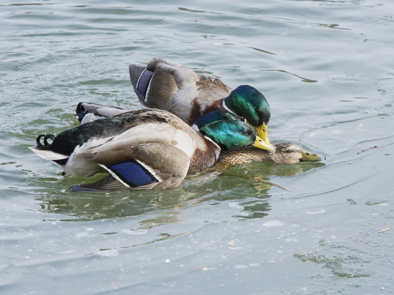 Призраки весны