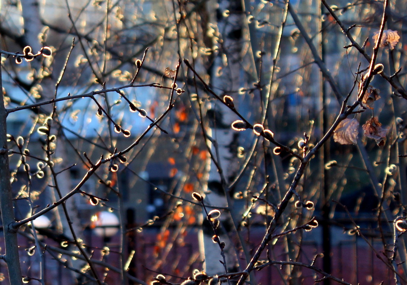 Призраки весны