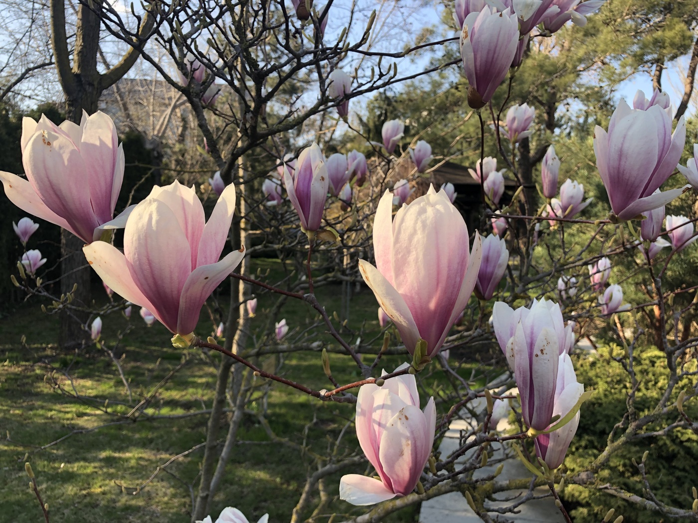 Весенняя сказка