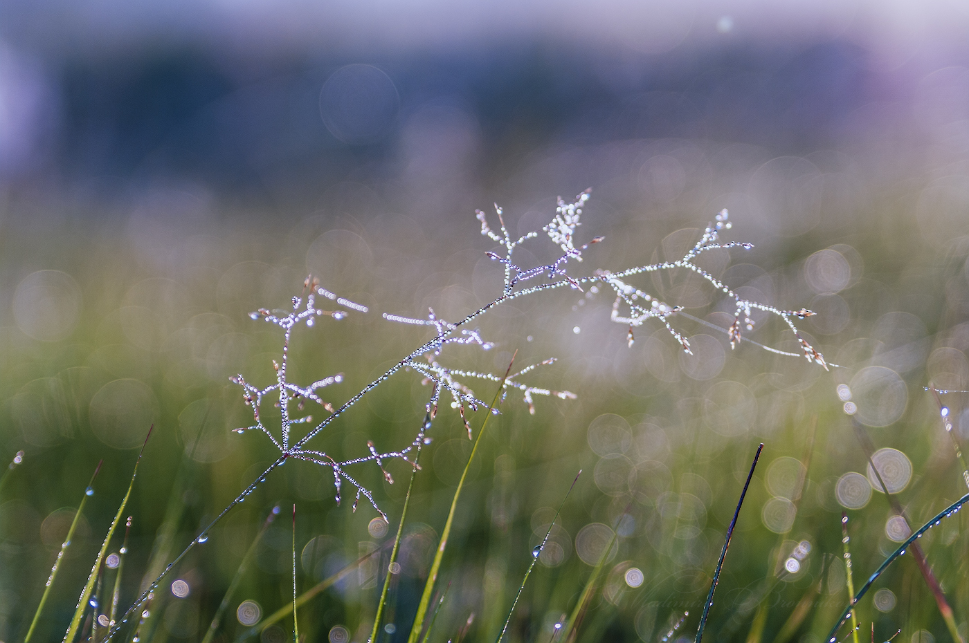 Хрустальная ветвь