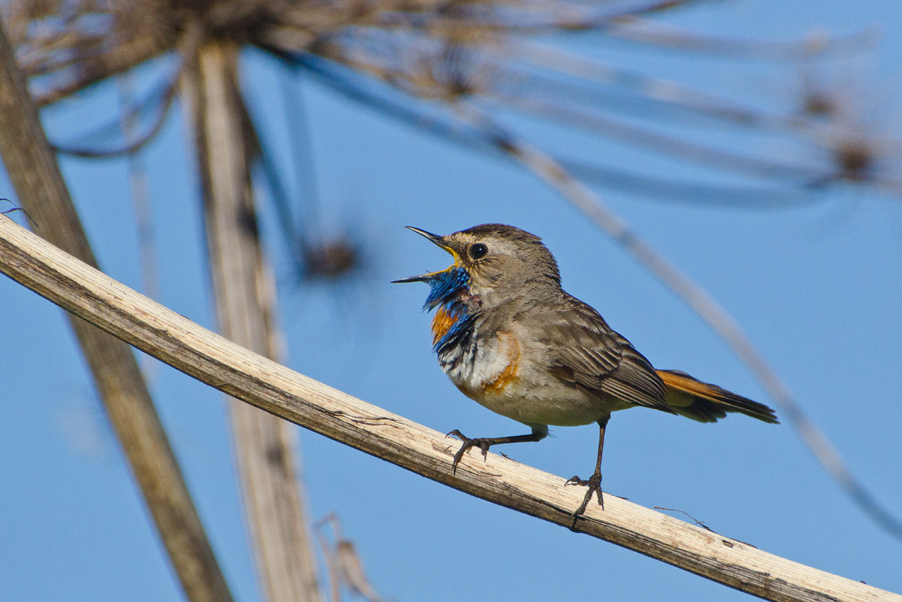 Не интересен мир без песен. Варакушка