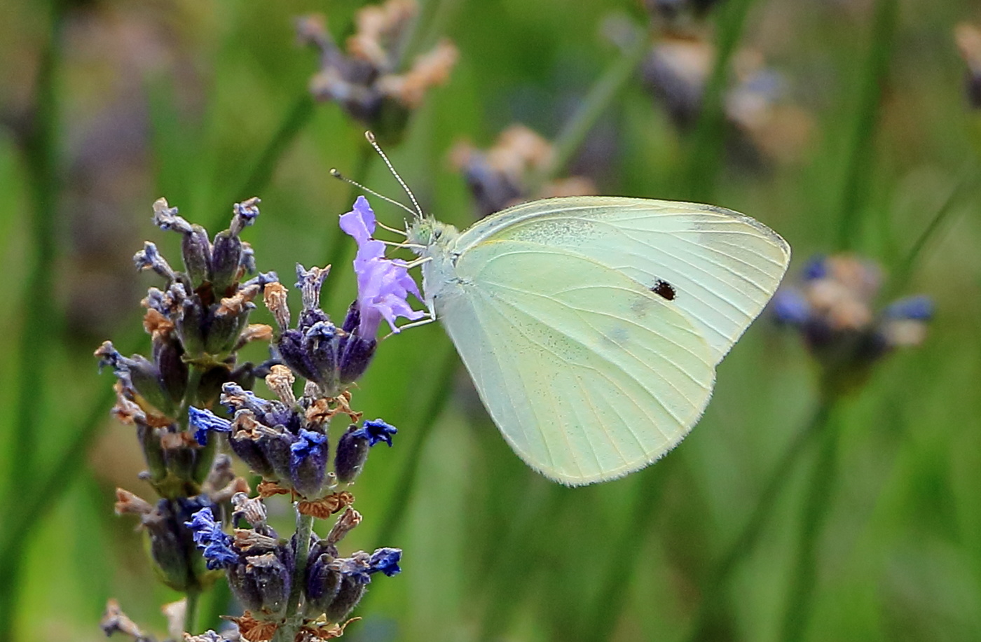 Капустница на огрызках лаванды
