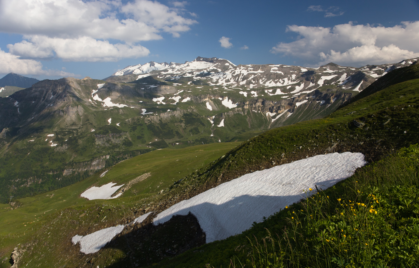Желтые подснежники