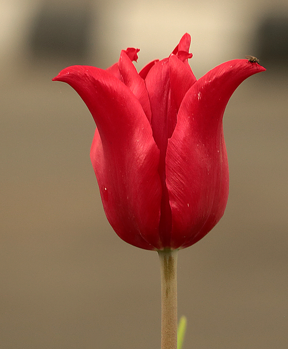 Тюльпанна с мушкой