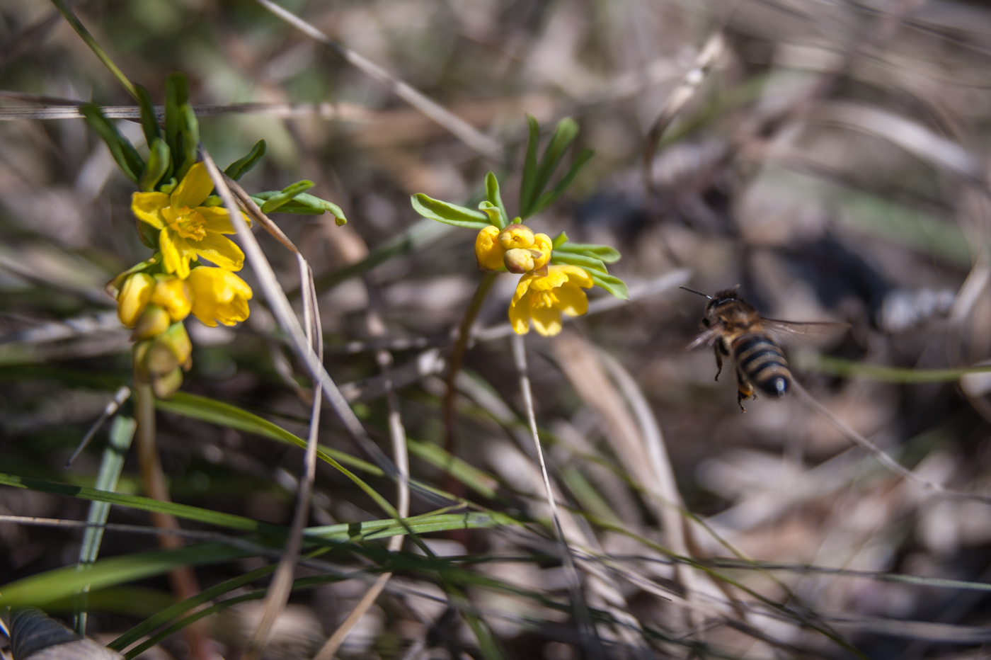 Первые цветочки