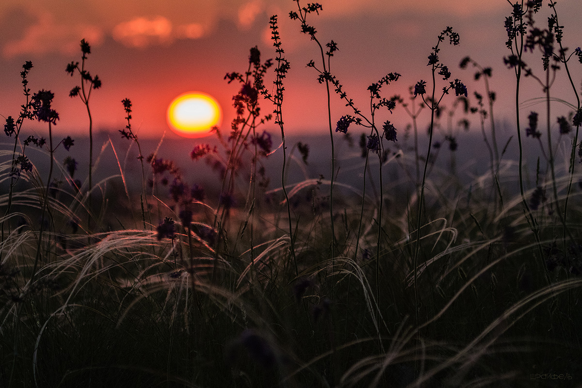 Степные картинки