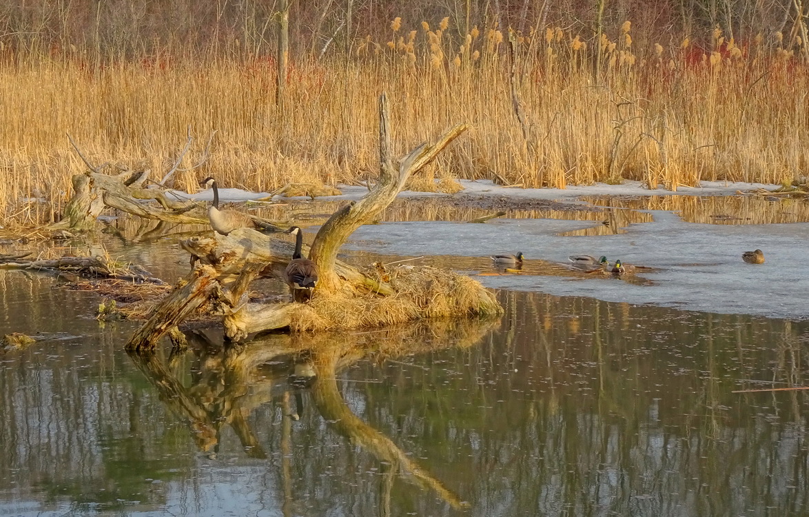 Ну что, берем эту квартирку?