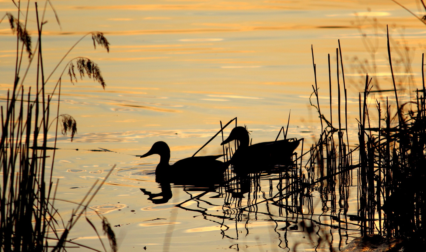 Утки все парами...