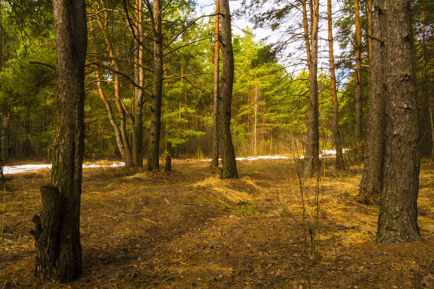 Весенний лес.