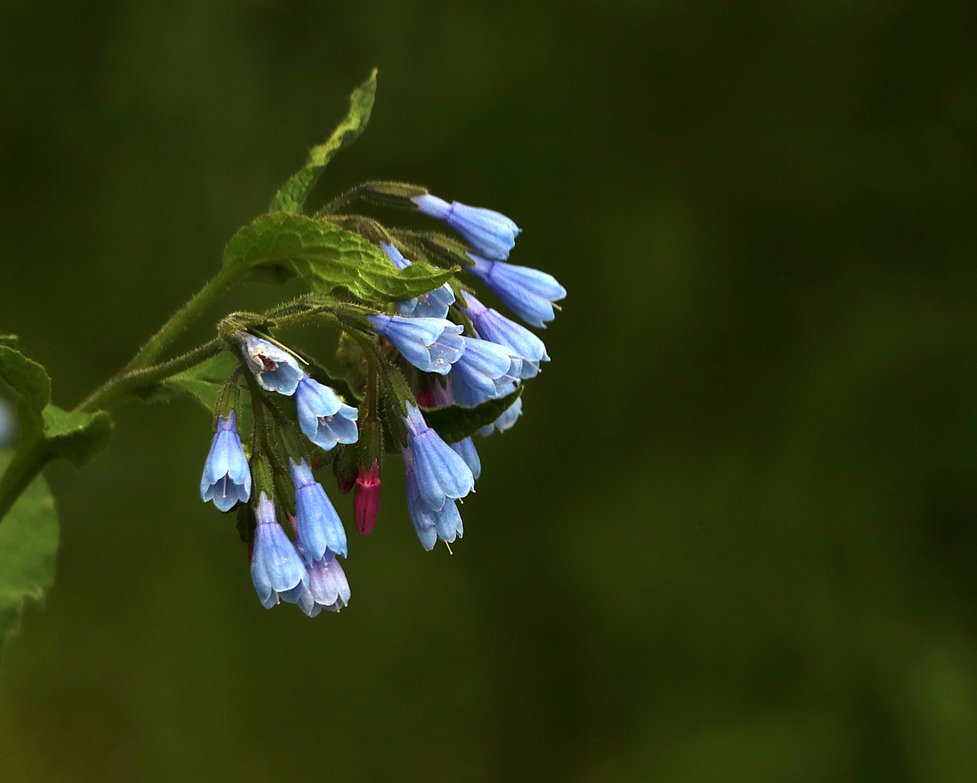 Колокольчики из окопа)