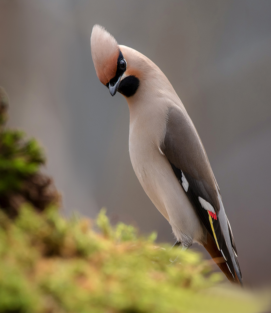 Элегантный свиристель.