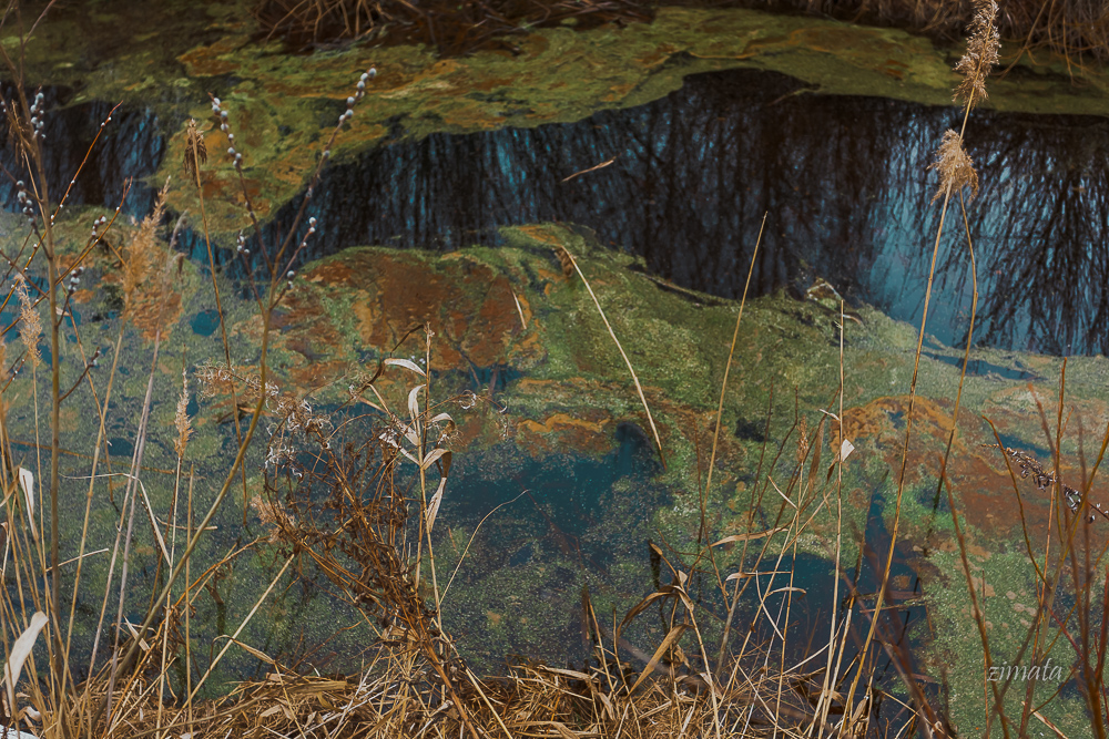 весенний водоем