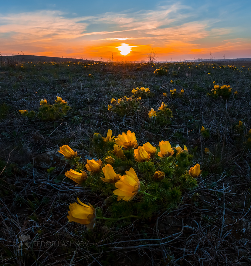 Первое пламя весны – горицвет