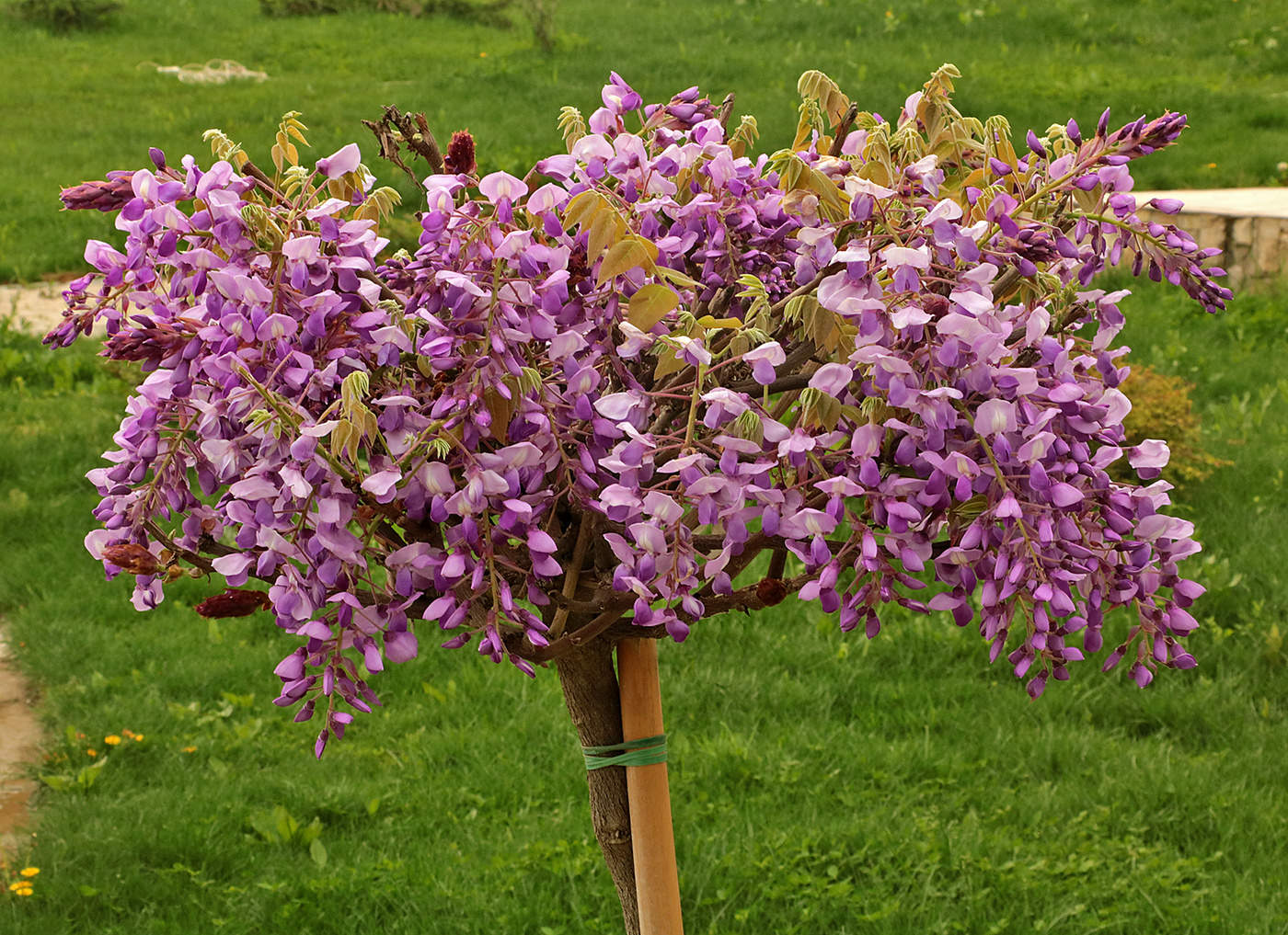 Глициния с тросточкой