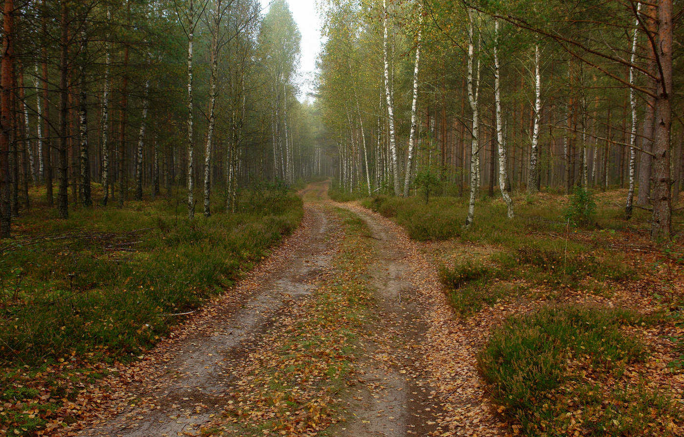 дорога в осень