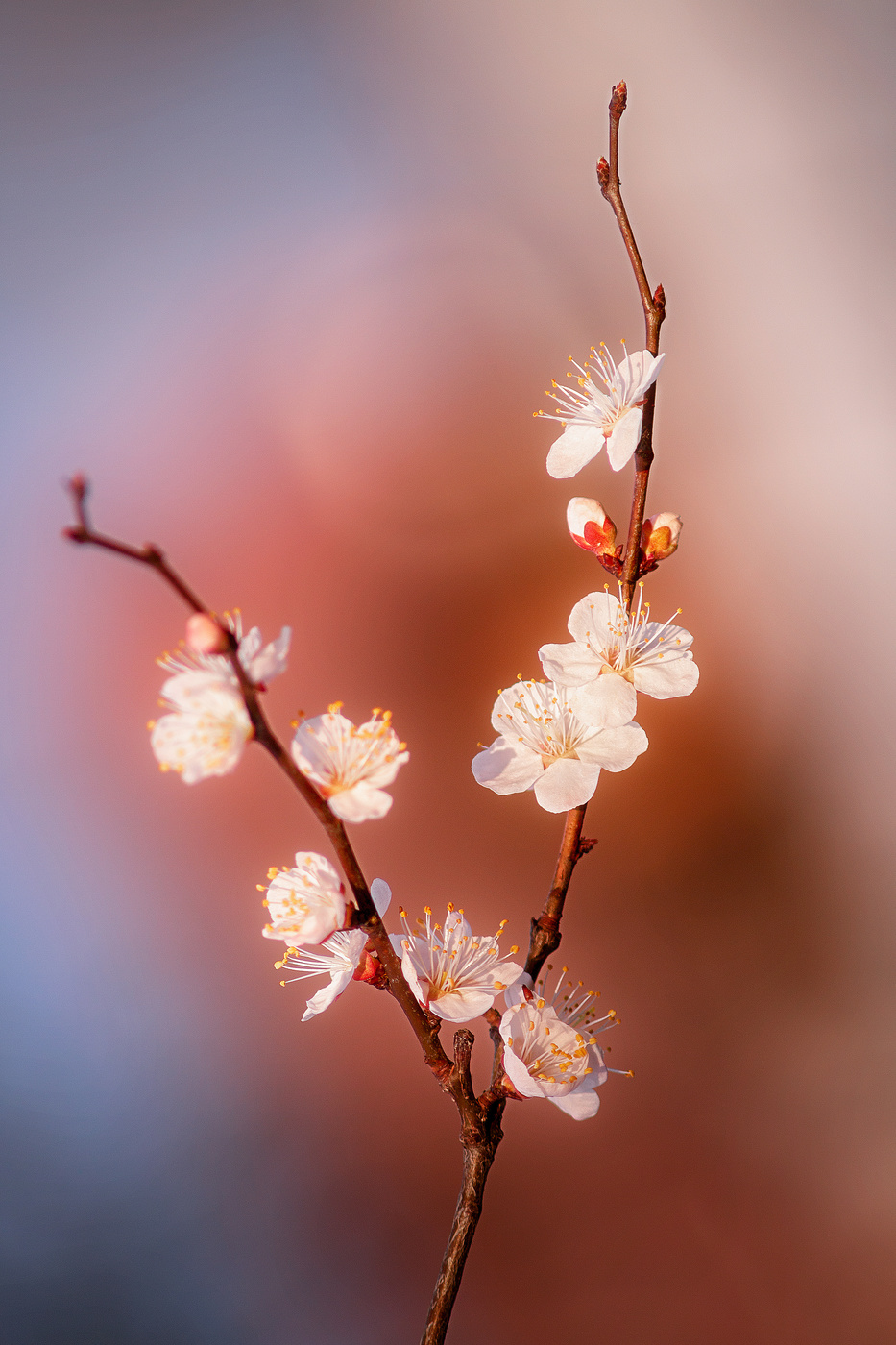 Весна! Пора цветения!